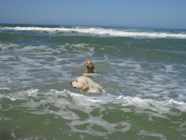 2 goldens à la mer